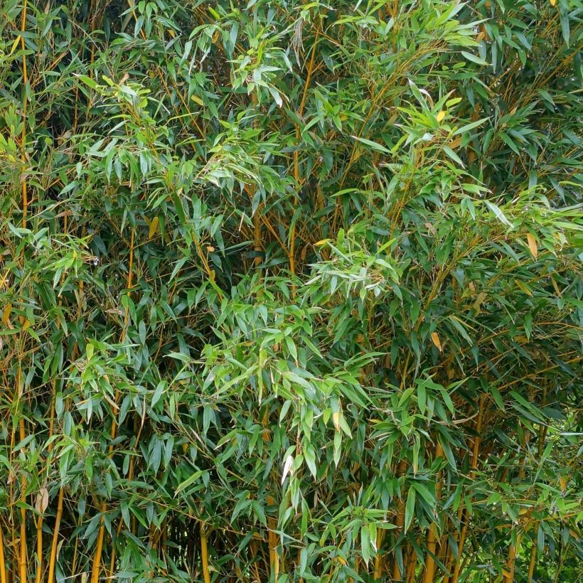 Bambu Aureocaulis (Lehvistö)
