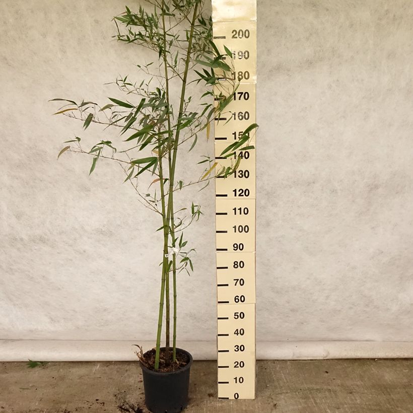 Esimerkki kesällä toimitetusta Bambu Huangwenzhu Ruukku 4L / 5L-taimesta
