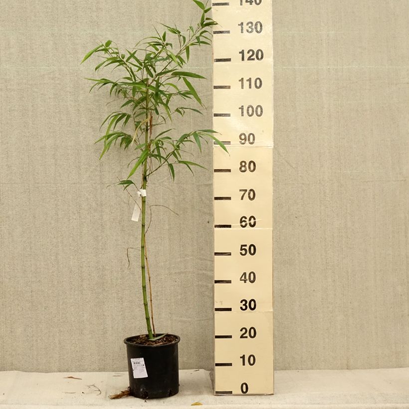 Esimerkki syksyllä toimitetusta Bambu MacClure 4 litran/5 litran ruukku-taimesta