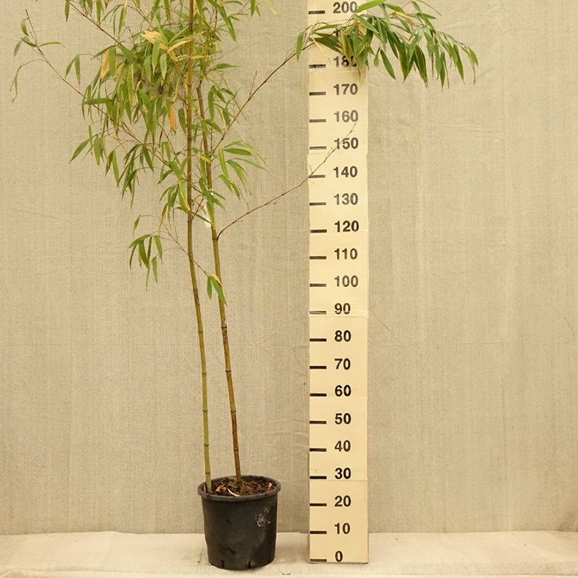 Esimerkki syksyllä toimitetusta Bambu MacClure 12 litran/15 litran ruukku-taimesta