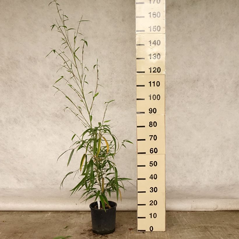 Esimerkki kesällä toimitetusta Bambu MacClure 12 litran/15 litran ruukku-taimesta