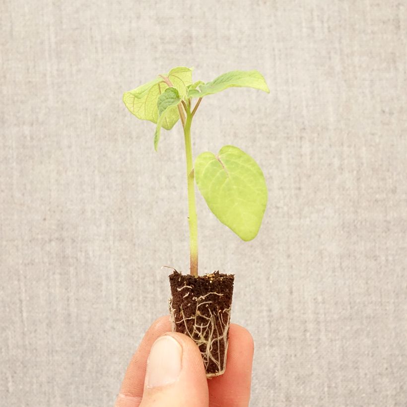 Esimerkki keväällä toimitetusta Mansikkakoiso Preciosa taimena Minipaakku Ø 3/4 cm-taimesta