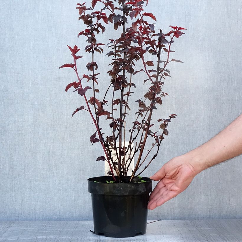 Esimerkki kesällä toimitetusta Lännenheisiangervo Rubella Pot de 2L/3L-taimesta