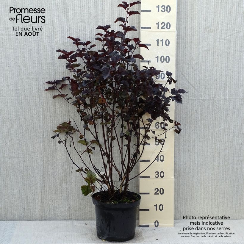 Esimerkki kesällä toimitetusta Lännenheisiangervo Midnight Pot de 7,5L/10L-taimesta