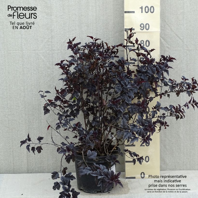 Esimerkki kesällä toimitetusta Lännenheisiangervo ALL Black Pot de 7,5L/10L-taimesta