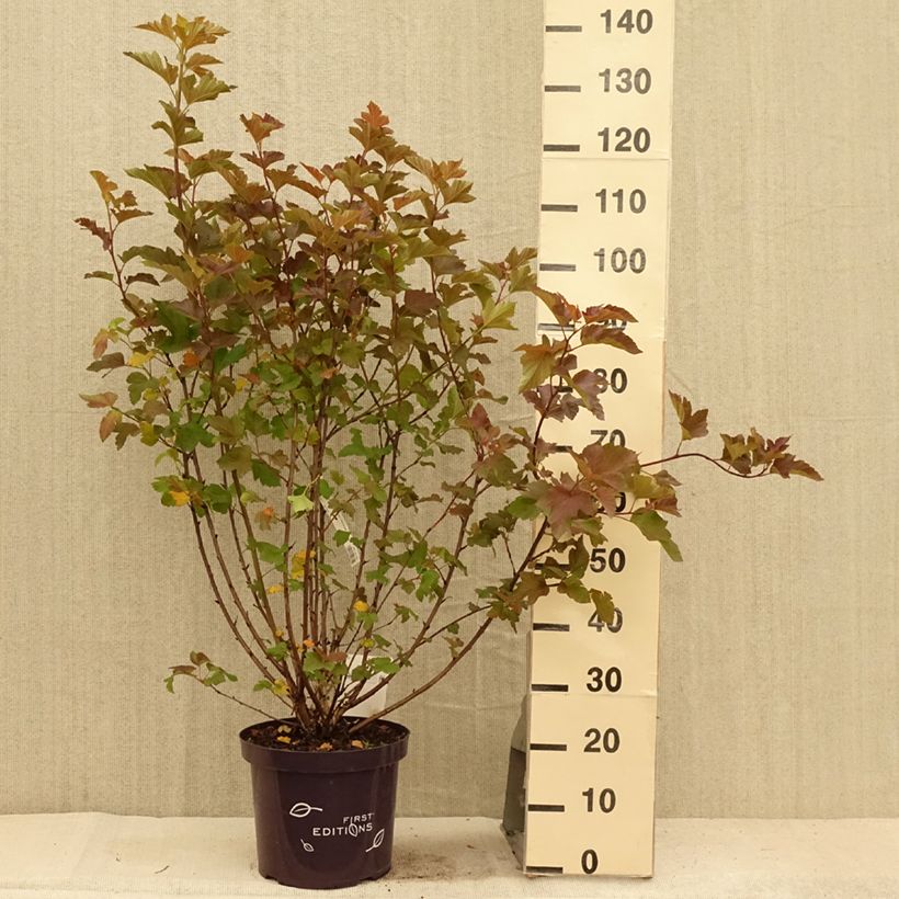 Esimerkki kesällä toimitetusta Lännenheisiangervo Amber Jubilee Pot de 7,5L/10L-taimesta