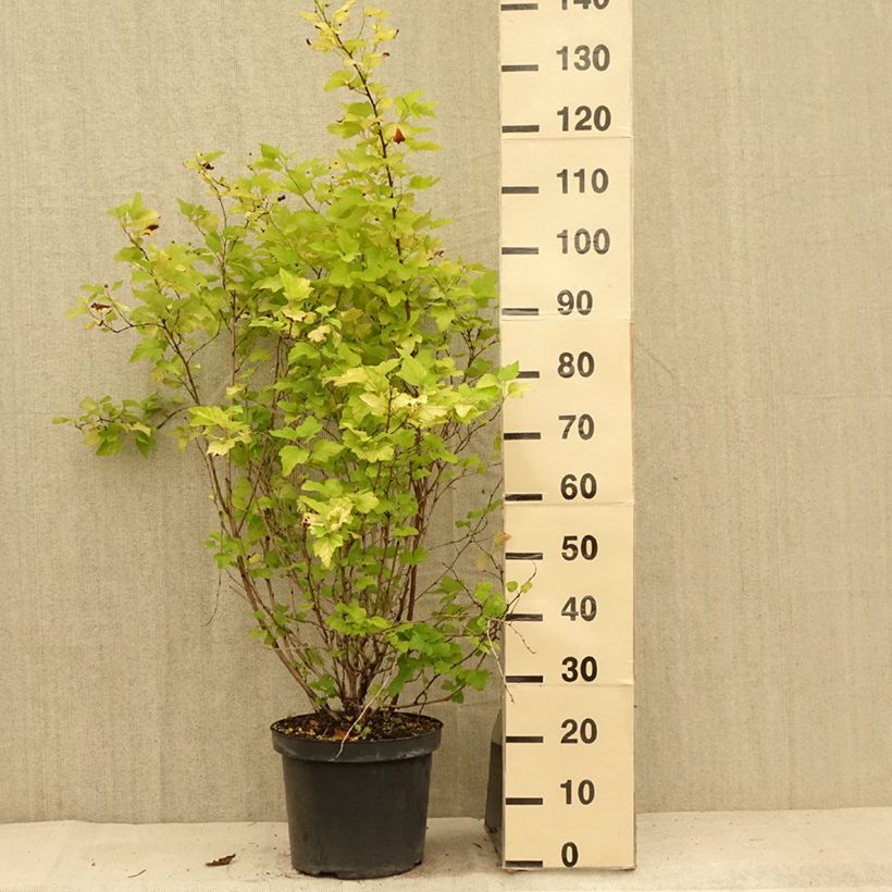 Esimerkki kesällä toimitetusta Lännenheisiangervo Angel Gold Ruukku 7,5L / 10L-taimesta