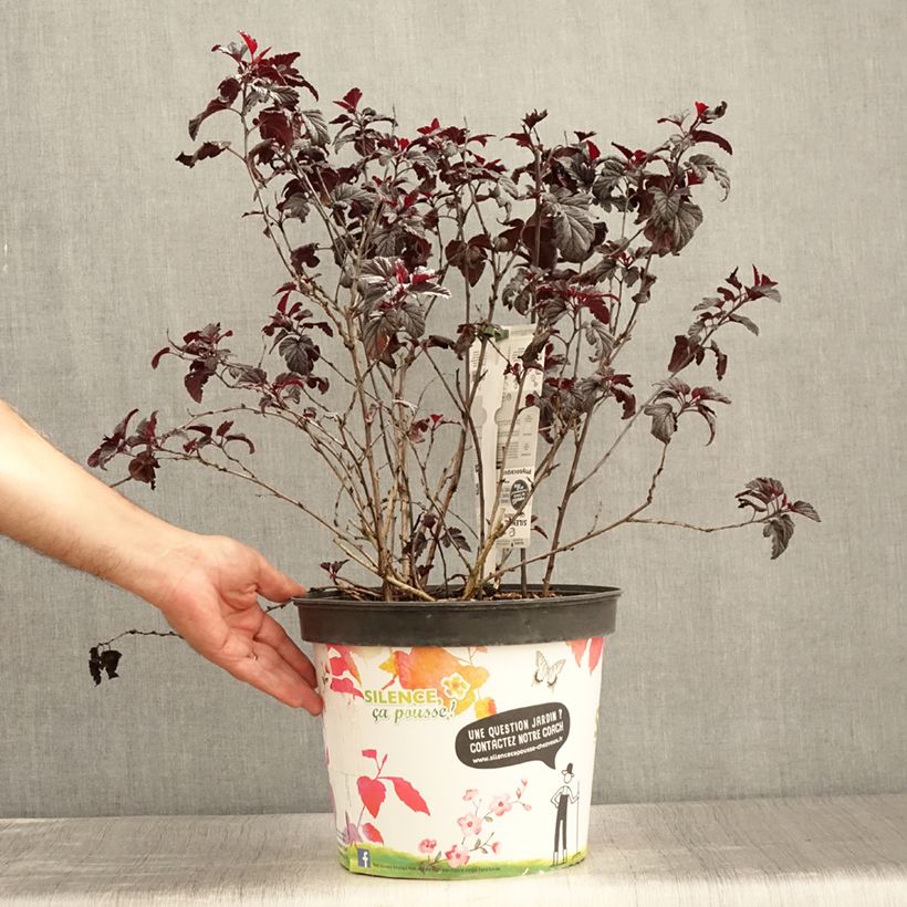 Esimerkki kesällä toimitetusta Lännenheisiangervo Black light Ruukku 7,5L / 10L-taimesta