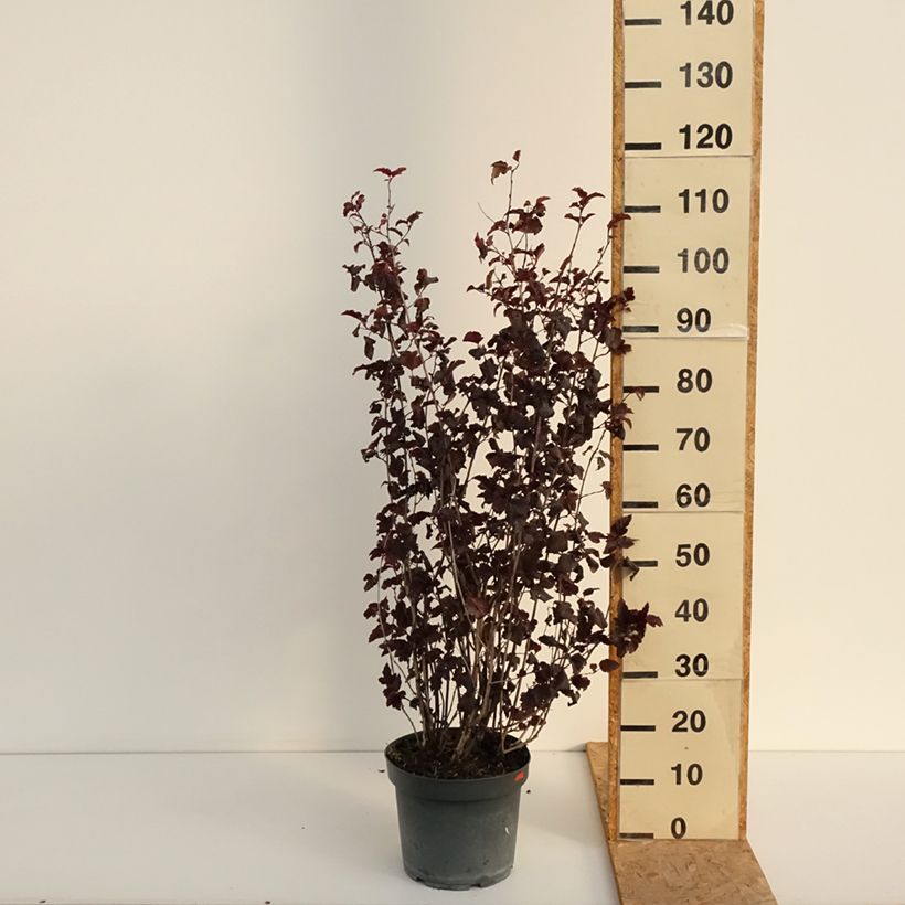 Esimerkki kesällä toimitetusta Lännenheisiangervo Diabolo Pot de 6L/7L-taimesta