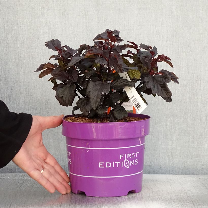 Esimerkki syksyllä toimitetusta Physocarpus opulifolius Fireside - Physocarpe à feuilles d'obier Pot de 3L/4L-taimesta