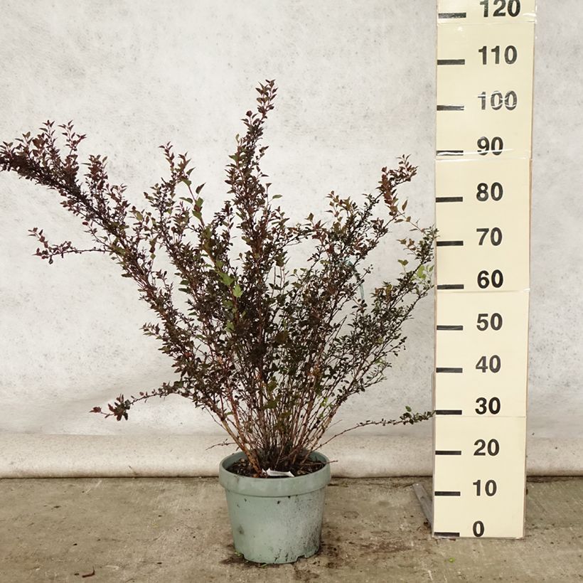 Esimerkki kesällä toimitetusta Lännenheisiangervo Little Devil Pot de 7,5L/10L-taimesta