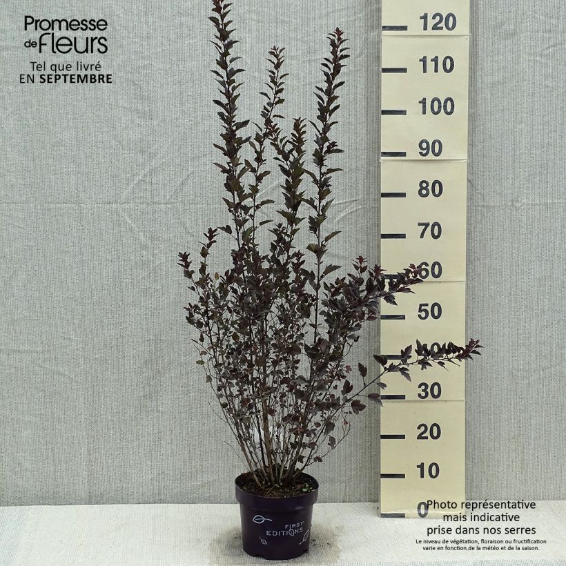 Esimerkki kesällä toimitetusta Lännenheisiangervo Little Devil Pot de 3L/4L-taimesta
