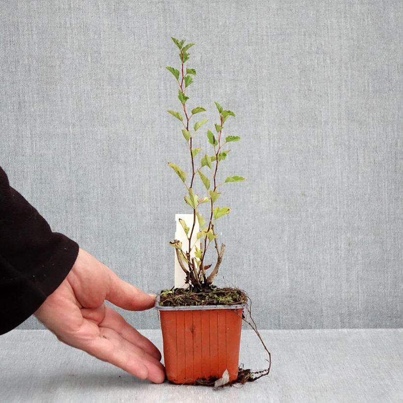 Esimerkki syksyllä toimitetusta Lännenheisiangervo Little Greeny 8/9 cm taimiruukku-taimesta