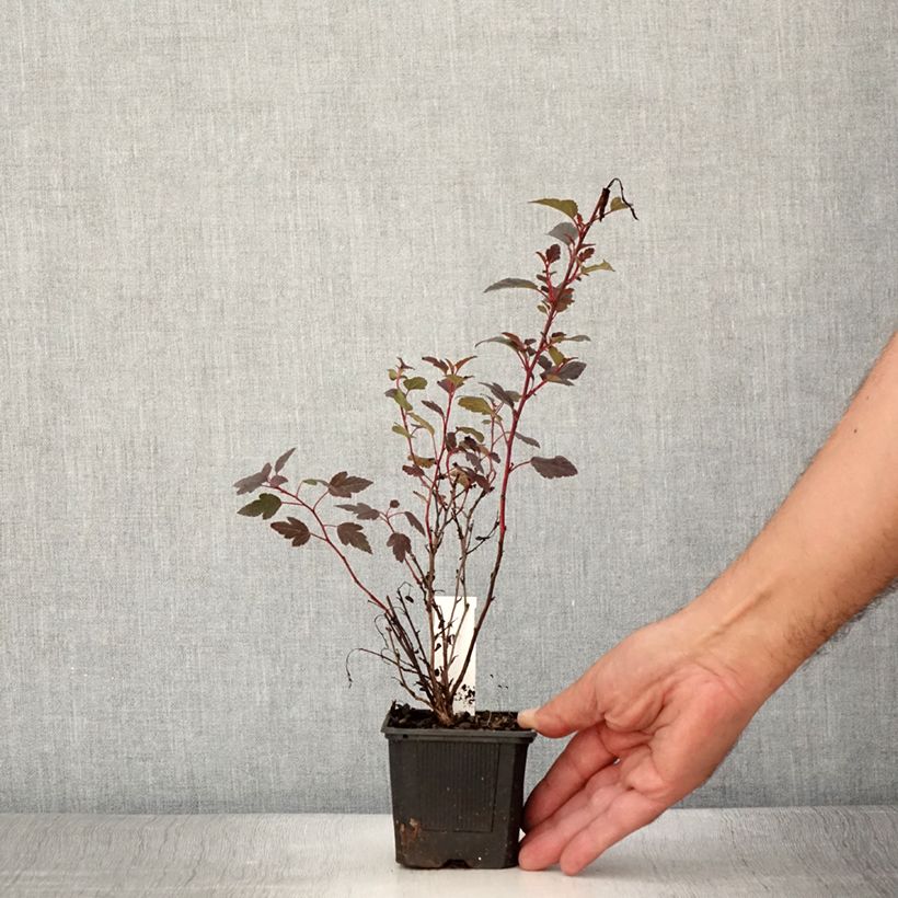 Esimerkki kesällä toimitetusta Lännenheisiangervo Little Joker Taimiruukku 8/9 cm-taimesta