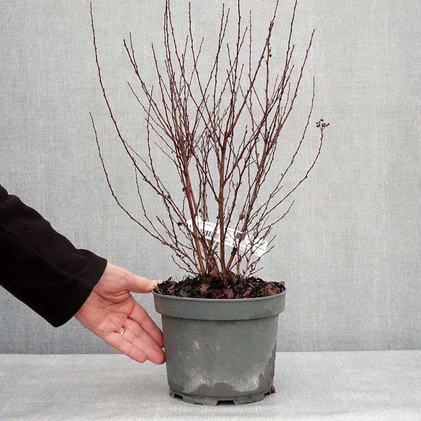 Esimerkki talvella toimitetusta Physocarpus opulifolius Little Joker - Physocarpe nain Pot de 2L/3L-taimesta