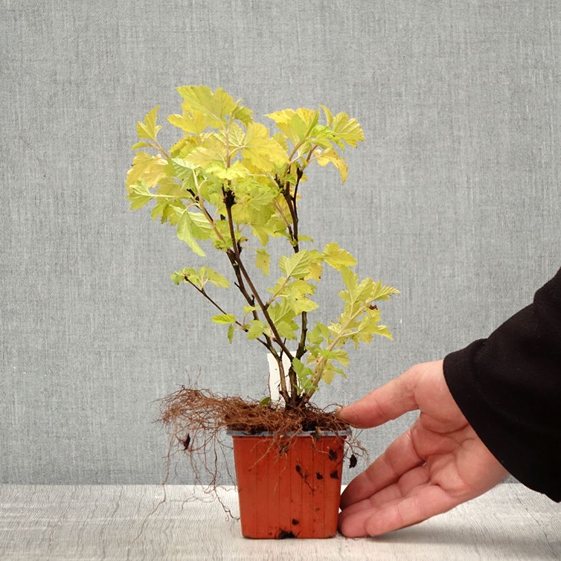 Esimerkki keväällä toimitetusta Physocarpus opulifolius Nugget - Physocarpe Godet de 8/9 cm-taimesta