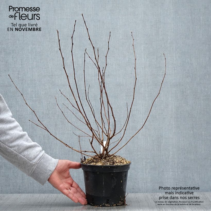 Esimerkki syksyllä toimitetusta Physocarpus opulifolius Nugget - Physocarpe Pot de 3L/4L-taimesta