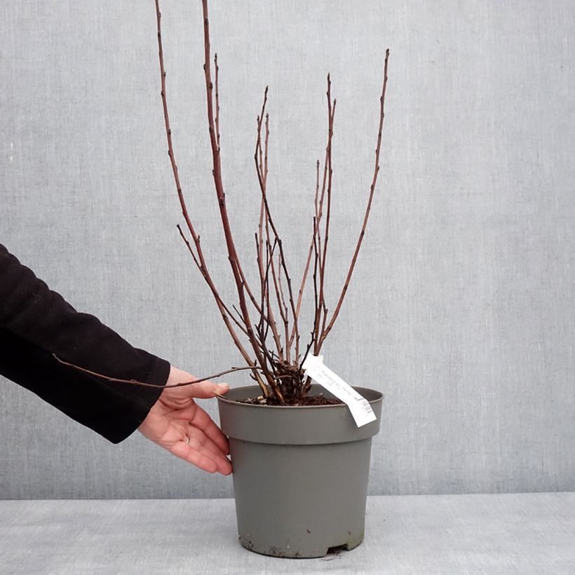 Esimerkki talvella toimitetusta Physocarpus opulifolius Panther - Physocarpe Pot de 4L/5L-taimesta