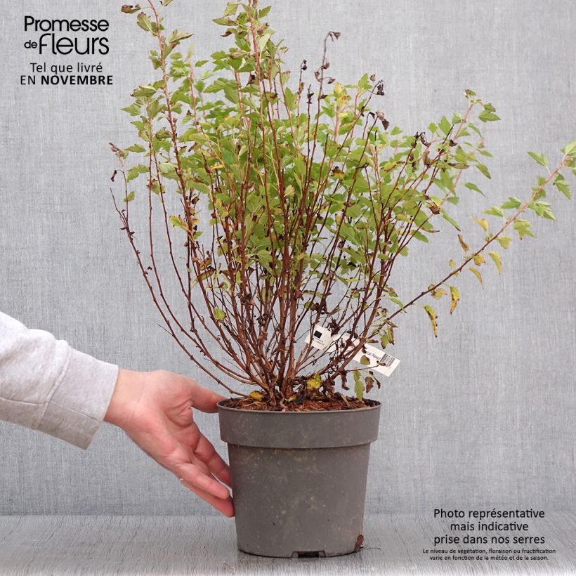 Esimerkki syksyllä toimitetusta Physocarpus Opulifolius Raspberry Lemonade 'ZLEYel2' - Physocarpe à feuilles d'obier Pot de 3L/4L-taimesta