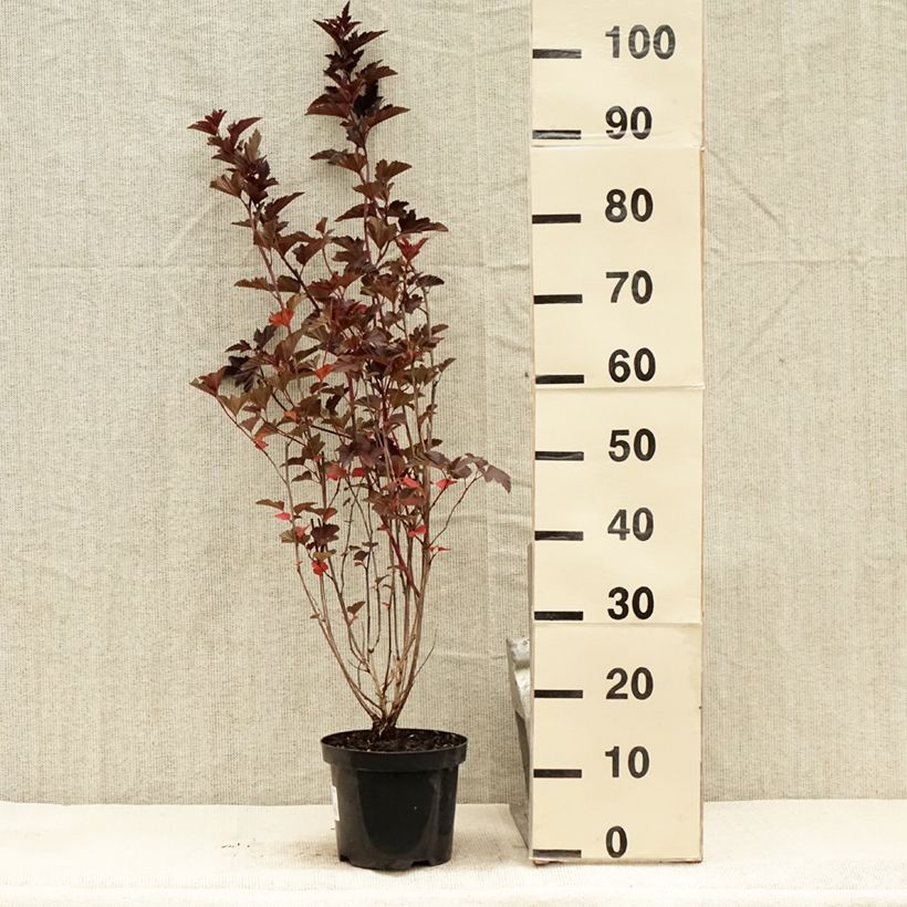 Esimerkki kesällä toimitetusta Lännenheisiangervo Red Baron Pot de 2L/3L-taimesta