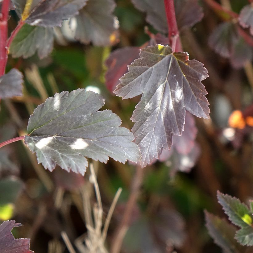 Lännenheisiangervo Tiny Wine (Lehvistö)