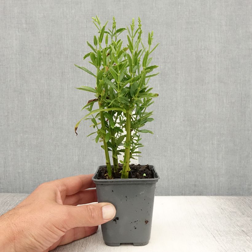 Esimerkki kesällä toimitetusta Norsunhäntä Alba Taimiruukku 8/9 cm-taimesta