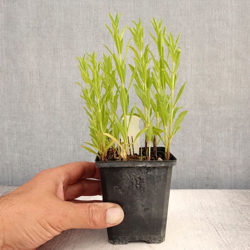 Esimerkki kesällä toimitetusta Norsunhäntä Red Beauty Godet de 8/9 cm-taimesta