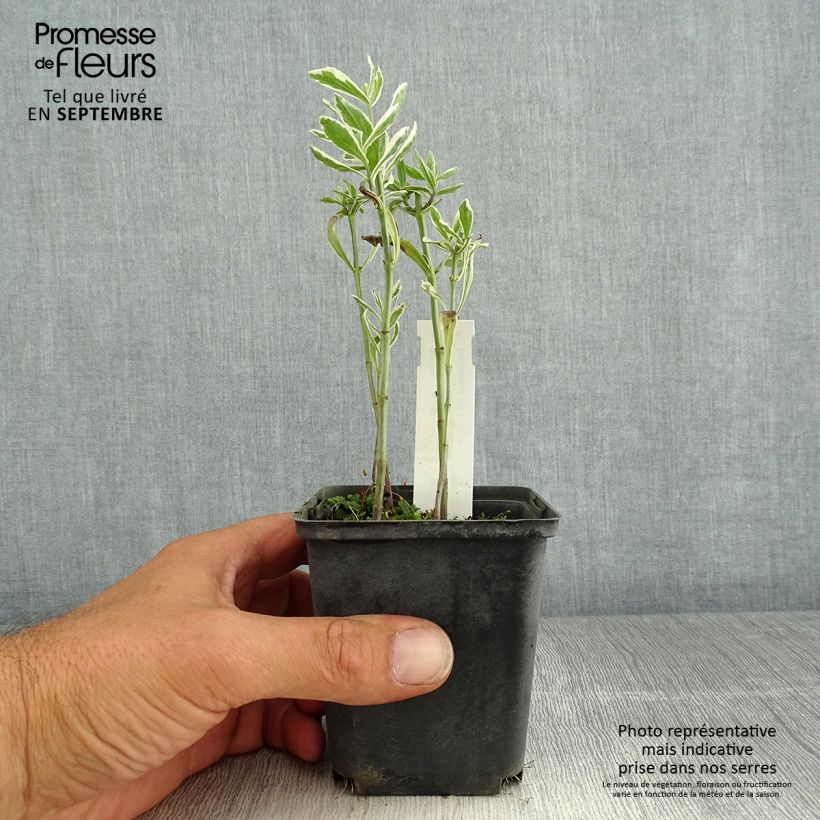 Esimerkki kesällä toimitetusta Norsunhäntä Variegata Taimiruukku 8/9 cm-taimesta