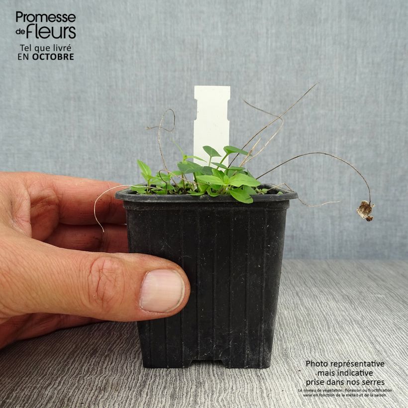 Esimerkki syksyllä toimitetusta Phyteuma scheuchzeri 8/9 cm taimiruukku-taimesta