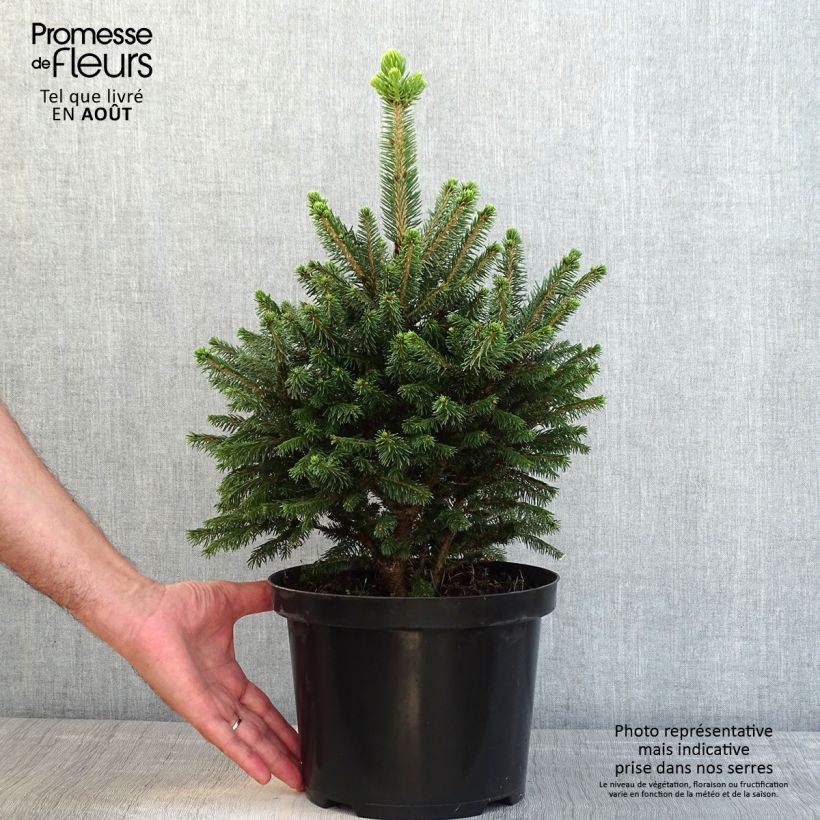 Esimerkki kesällä toimitetusta Metsäkuusi Will's Zwerg Pot de 7,5L/10L-taimesta