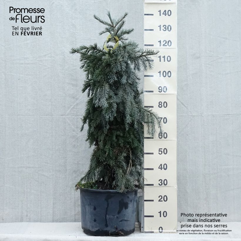Esimerkki talvella toimitetusta Picea breweriana - Epicéa de Brewer Pot de 3L/4L-taimesta