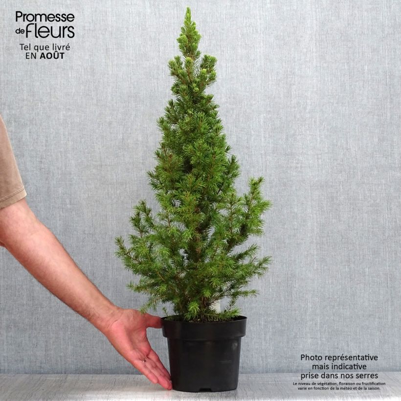 Esimerkki kesällä toimitetusta Valkokuusi December Pot de 3L/4L-taimesta