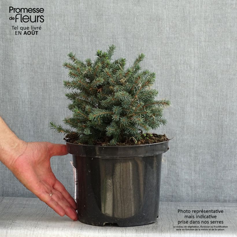 Esimerkki kesällä toimitetusta Valkokuusi Echiniformis Echt Pot de 4L/5L-taimesta