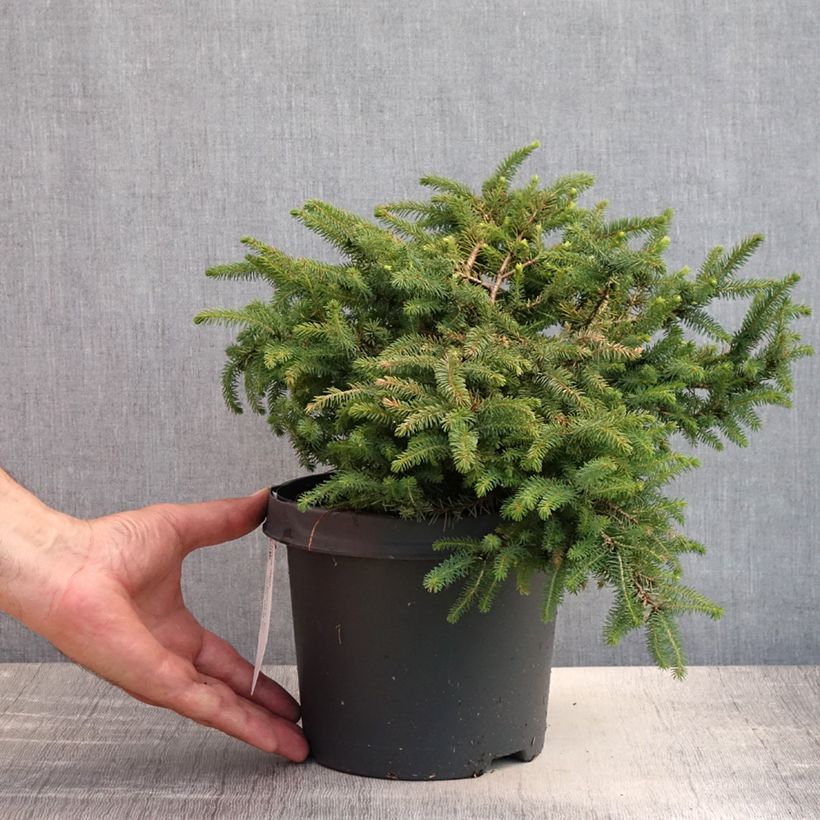 Esimerkki kesällä toimitetusta Mustakuusi Nana Pot de 2L/3L-taimesta