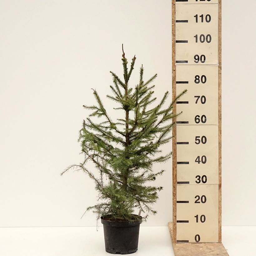 Esimerkki talvella toimitetusta Picea omorika - Épicéa de Serbie Pot de 3L/4L-taimesta