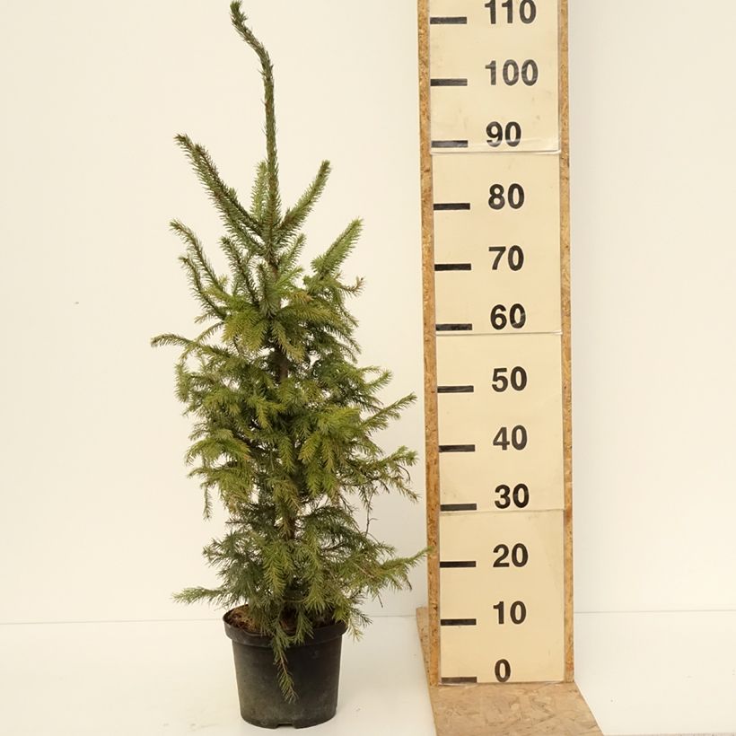 Esimerkki keväällä toimitetusta Serbiankuusi - Picea omorika Pot de 3L/4L-taimesta
