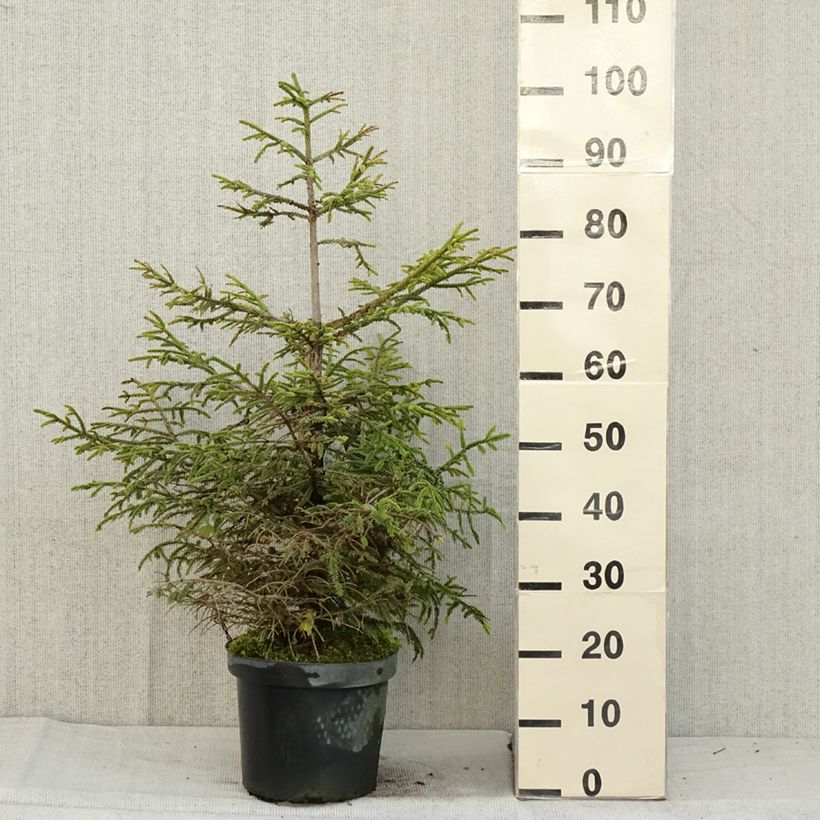 Esimerkki syksyllä toimitetusta Idänkuusi Aureospicata 7,5 litran / 10 litran ruukku-taimesta