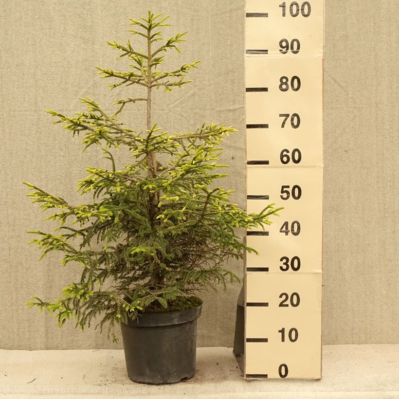 Esimerkki kesällä toimitetusta Idänkuusi Aureospicata Pot de 7,5L/10L-taimesta