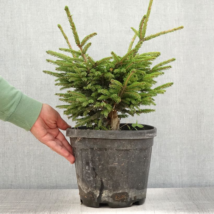 Esimerkki kesällä toimitetusta Idänkuusi Barnes Pot de 3L/4L-taimesta
