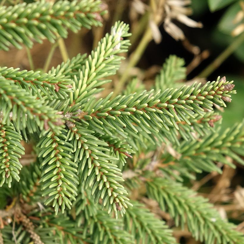 Idänkuusi Summergold (Lehvistö)