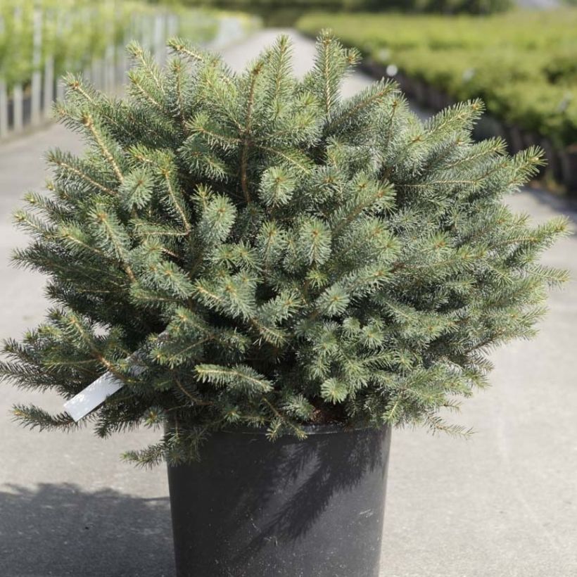 Sitkankuusi Nana (Kasvutapa)