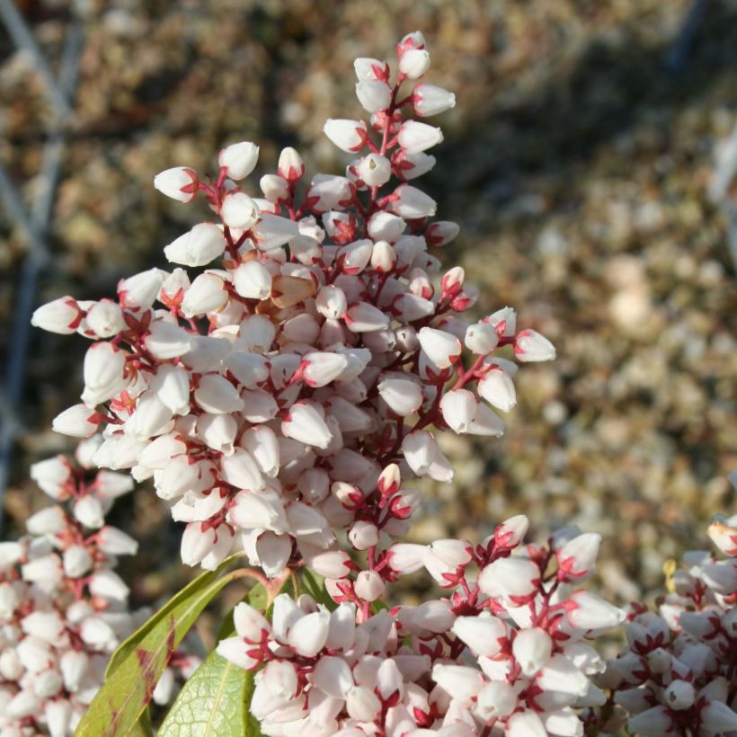 Japaninkellovaivero Bonfire (Kukinta)