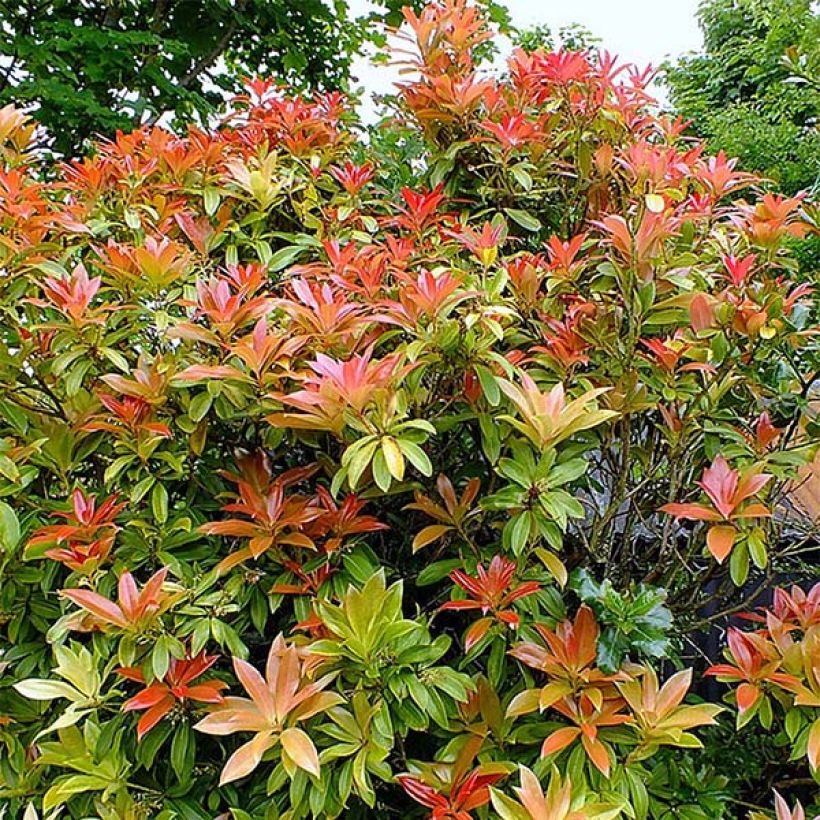 Japaninkellovaivero Forest Flame (Kasvutapa)