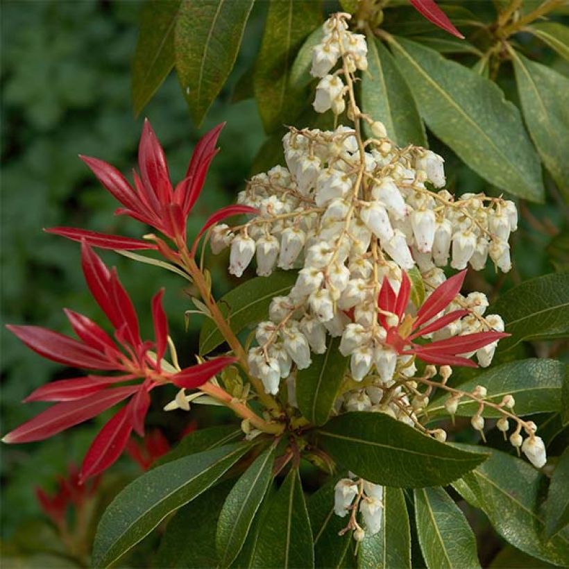 Japaninkellovaivero Forest Flame (Kukinta)