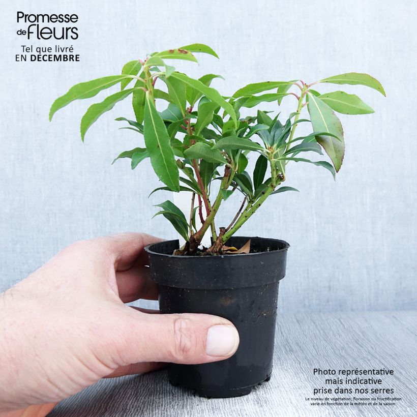Esimerkki syksyllä toimitetusta Japaninkellovaivero Forest Flame 8/9 cm taimiruukku-taimesta