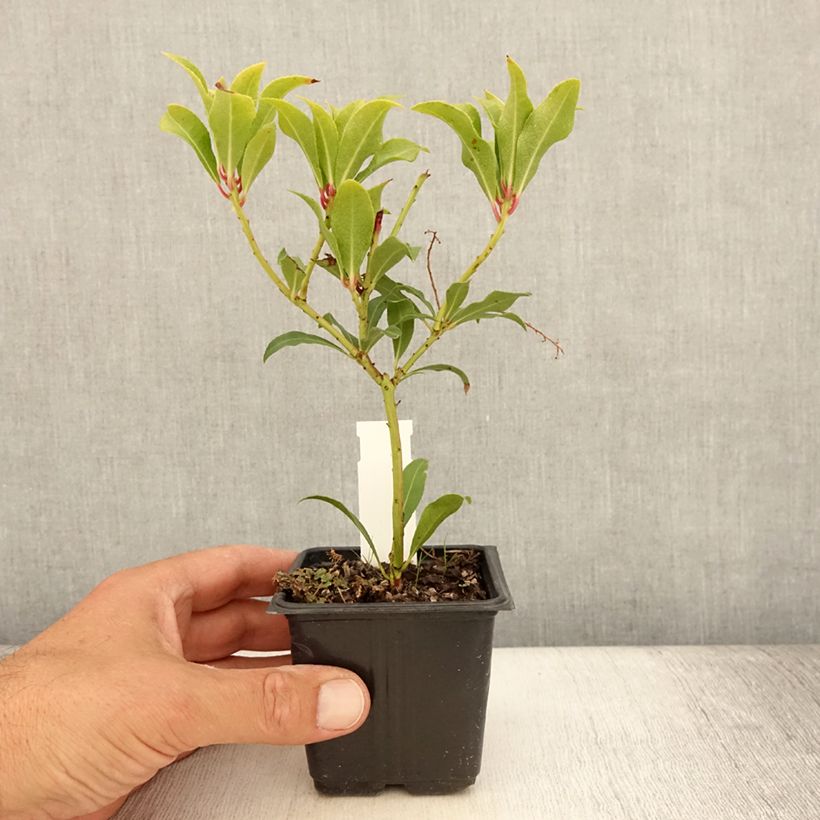 Esimerkki kesällä toimitetusta Japaninkellovaivero Forest Flame Taimiruukku 8/9 cm-taimesta