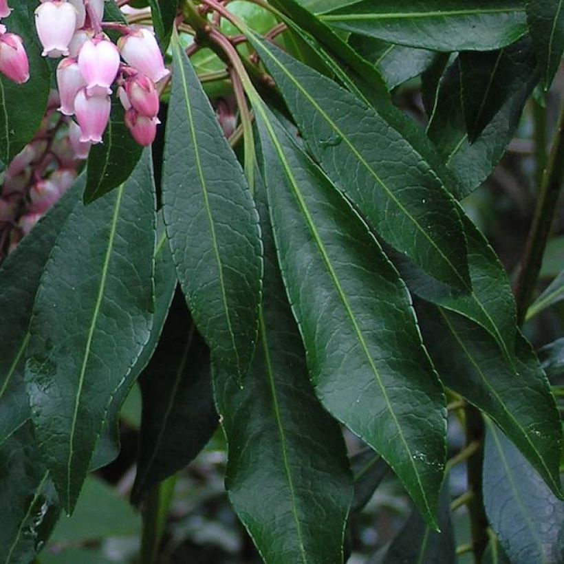 Japaninkellovaivero Pink passion (Lehvistö)