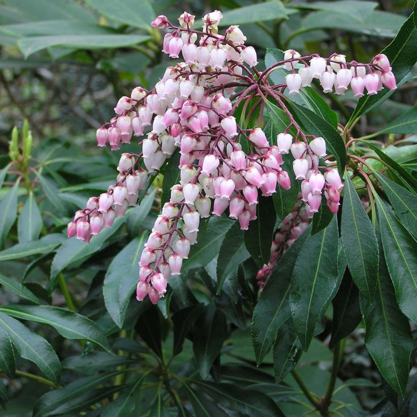 Japaninkellovaivero Pink passion (Kukinta)