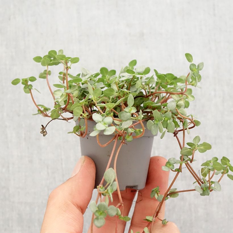Esimerkki keväällä toimitetusta Piilea Greyzy Minikasvi-taimesta