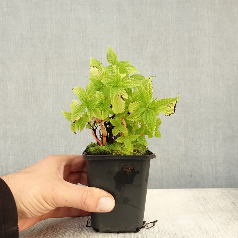 Esimerkki syksyllä toimitetusta Piilea Taiwan Silver 8/9 cm taimiruukku-taimesta